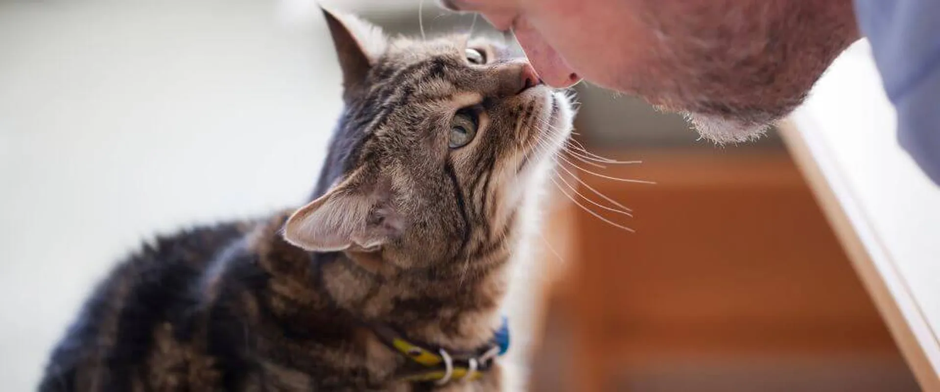 View of Senior Cat Care: Promoting Wellness at Every Age - Crescenta Cañada Pet ...